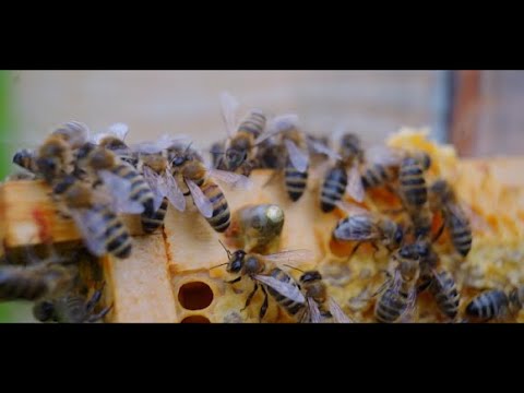 ნატურალური და ჯანსაღი თაფლი სამტრედიიდან.